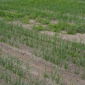 Waar nodig vroeg en veel bodemherbicide spuiten heeft het beste en schoonste resultaat, zei Hanko Blok bij de proef met bodemherbiciden in de uien. 'Zowel in droge als in natte jaren.' Het onbehandelde veld is duidelijk herkenbaar aan melde, straatgras, m