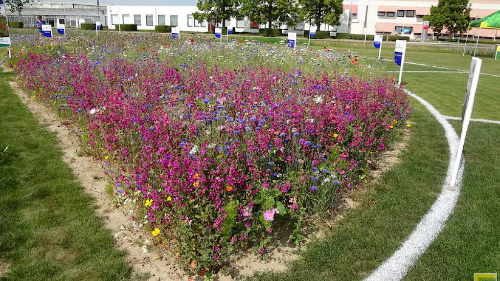 Naast kleur en geur, ook een waar eldorado voor vliegende en kruipende insecten.