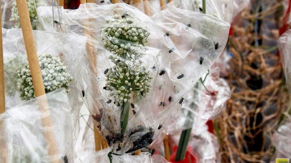 Voor de bestuiving van uien maakt Hazera gebruik van vliegen (Lucilia sericata), geleverd door Koppert Biological Systems. De poppen van deze vliegen worden om de zoveel tijd in plastic zakjes rond de uienbloem gehangen  en na het uitkomen doen de vliegen