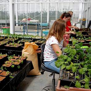 Nieuwe ontwikkelde koolzaadplantjes worden in de kas opgepot. De nieuwe koolzaadplanten gaan later naar telers voor verdere opkweek.