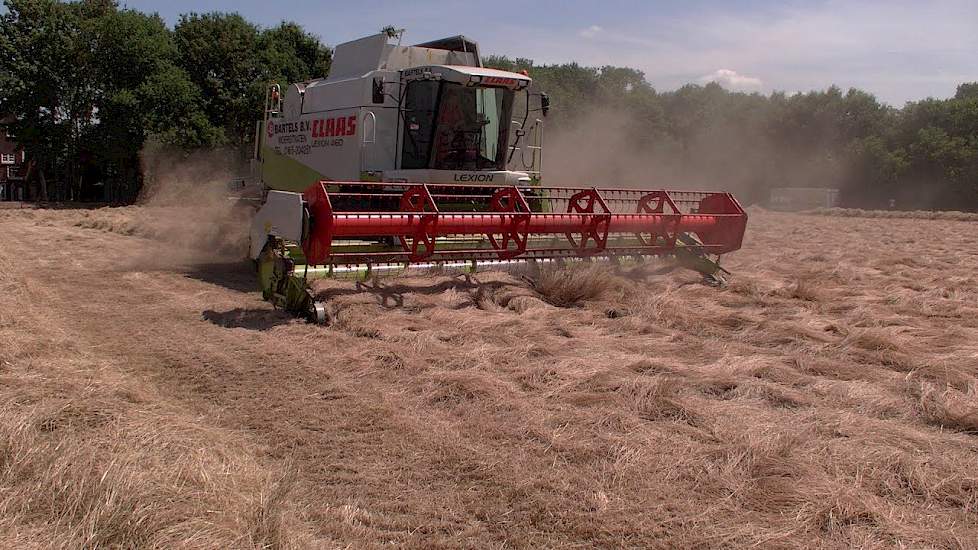 Engels Raaigras dorsen op Brabantse Wal door Loonbedrijf Bartels uit Moerstraten