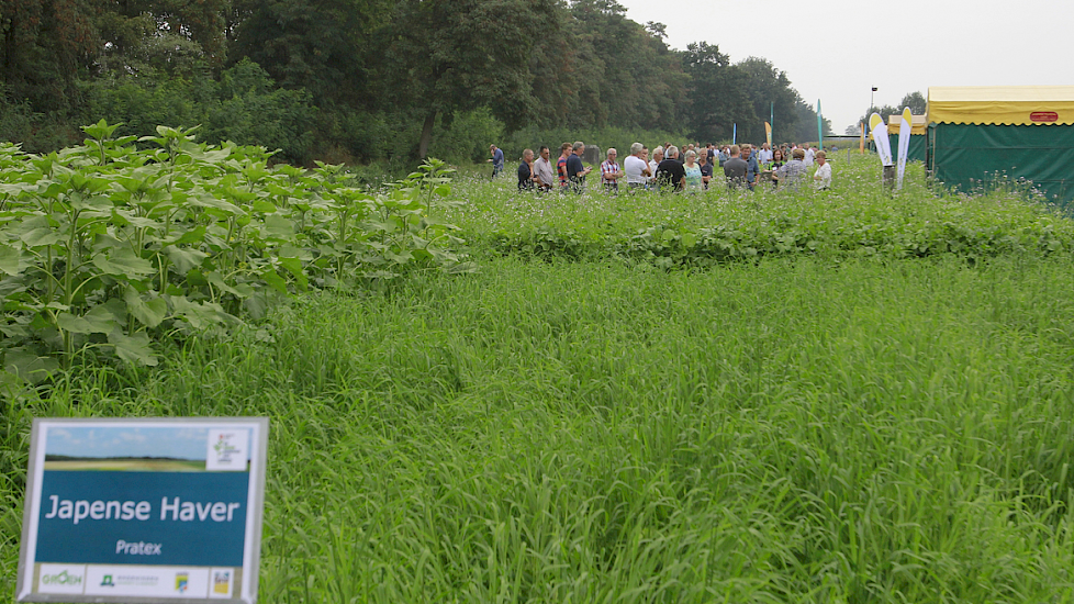 Wie het vogelleven rond zijn akkers wil stimuleren, kan het beste voor Japanse haver kiezen. Indien men het aandurft het gewas tot zaadzetting te laten komen is het zaad een goede voedselbron voor vogels.