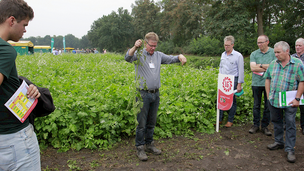 Groenbemesters onderdrukken ook ziektes in teelten. Bij narcissen is bekend dat de hoeveelheid rot sterk daalt.