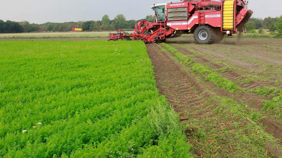 Op de kopakker is de waspeen in vrachtwagens gestort om direct naar de verwerkingslocatie van de Kruisberghoeve e worden gebracht.