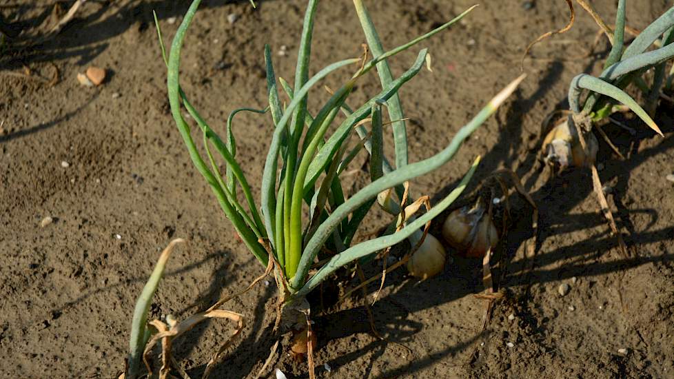 Hergroei doet zich met name voor in de fijnere uien op niet-beregende percelen. Duidelijk herkenbaar aan het jonge frisgroene blad midden in het oudere loof.