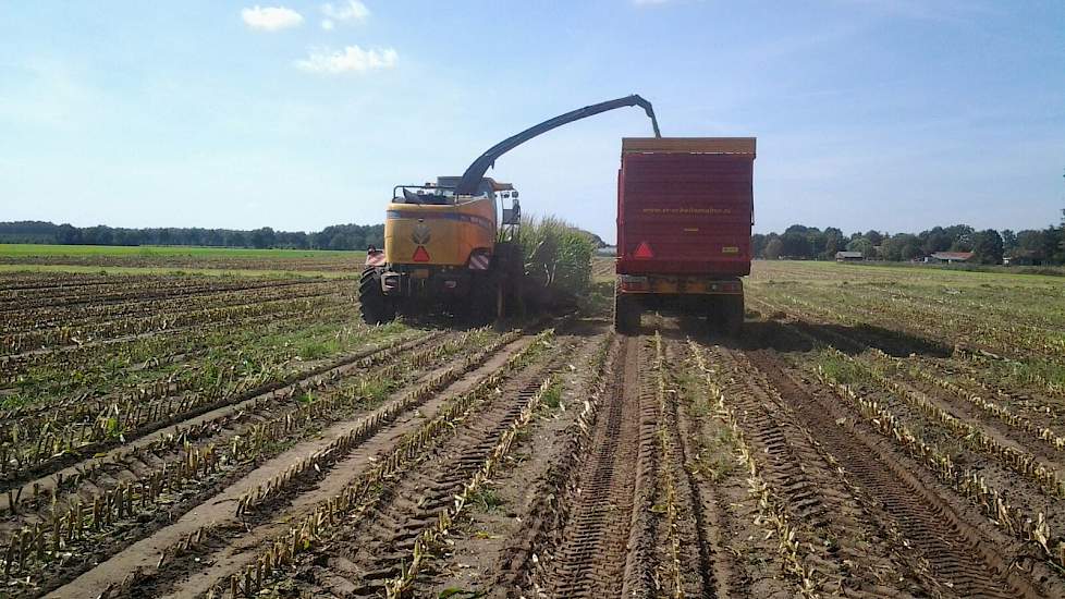 Het perceel dat Topmaïs dit jaar volgde wordt binnenkort opnieuw ingezaaid met gras, een mengsel met Engels raai en Timothee. Het perceel was ook gras, maar vanwege de hoeveelheid kweek besloot Geraerts het opnieuw in te zaaien. Een jaartje snijmaïs tusse