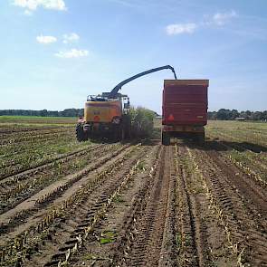 Het perceel dat Topmaïs dit jaar volgde wordt binnenkort opnieuw ingezaaid met gras, een mengsel met Engels raai en Timothee. Het perceel was ook gras, maar vanwege de hoeveelheid kweek besloot Geraerts het opnieuw in te zaaien. Een jaartje snijmaïs tusse