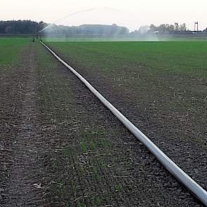 De beregeningshaspels hebben bij Schrauwen in de afgelopen maanden ook in de andere gewassen overuren gedraaid. En nog steeds. „Vorige week hebben we de knolselderij en winterwortelen beregend. Door capaciteitsgebrek kwamen we daar afgelopen zomer nauweli