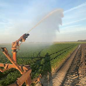 Akkerbouwer Jacco van Liere uit Dronten (FL) heeft zijn sloot volgepompt om de peen te kunnen beregenen. Hij teelt 75 hectare peen. De oogst van de Nerac is inmiddels begonnen, Van Liere schat de opbrengst op rond 80 ton per hectare. „Een mooi en goede op