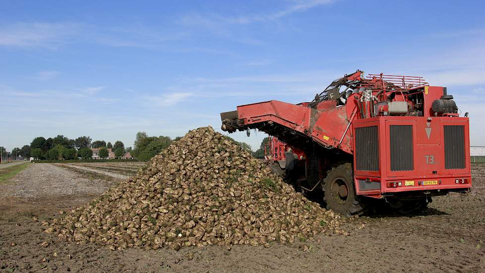 De bieten zijn volgens Bouwman goed aan de groei gebleven. „Ze hebben geen stilstand gehad en ook geen hergroei die problemen opleverde. Het enige waar we hier in de bieten last van hadden waren emelten. Daar hebben we niks aan gedaan.” Omdat de gerooide