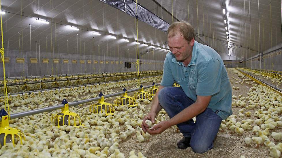 „De voederconversie op 1500 gram ligt bij mij altijd tussen de 1,19 en 1,30 met een gemiddelde van 1,24. De eerste uitladers van 28 dagen wegen 1,5 kilo en de wegladers na 42 dagen 2,7 kilo.” Tussen de eerste uitladers en wegladers laadt de vleeskuikenhou