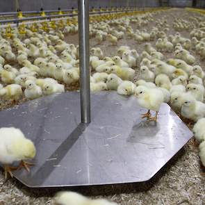 De kuikens in de nieuwe stal worden automatisch gewogen op het weegplateau. Deze corrigeert als er meer kuikens op het plateau zitten. De vleeskuikenhouder heeft hiermee gauw inzicht in het gemiddeld gewicht van zijn dieren en weet dus exact wanneer hij m