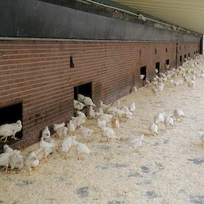 De Brabander vindt wel dat reguliere vleeskuikens moeten blijven bestaan in Nederland omdat maar een gedeelte van de consumenten het duurdere concept kippenvlees wil of kan betalen. „Laat de markt zijn werk maar doen”, zegt hij.