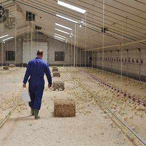 In de stal liggen 15 strobalen voor de kuikens. Het valt de vleeskuikenhouder op dat de kuikens hoger op de poten staan en veel actiever zijn dan reguliere. Volgens hem zijn de kuikens actiever omdat ze langzamer groeien en dus minder energie hoeven steke