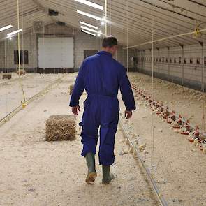 De vleeskuikenhouder kreeg voor 2015 traag groeiende kuikens van het ras Hubbard JA 757 en ontving dit jaar drie koppels van het ras Hubbard 987, die iets sneller groeien. „Ik heb liever de Hubbard 987 omdat die na 49 dagen gemiddeld 0,2 kilo zwaarder zij