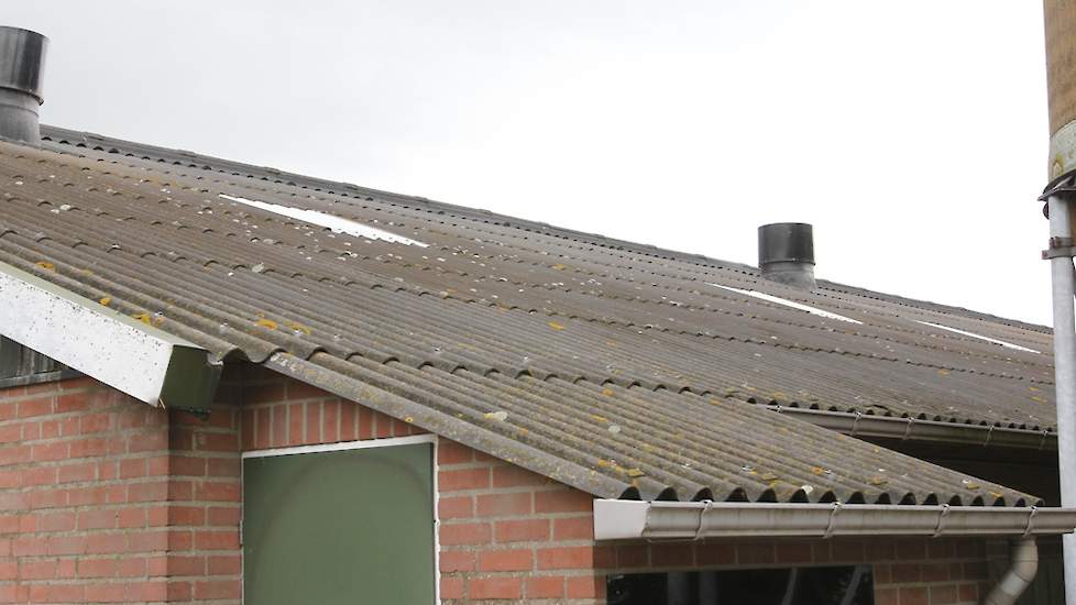 Daglicht is verplicht omdat dit het natuurlijk dag- en nachtritme stimuleert. De pluimveehouder heeft daarom geïsoleerde daglichtgolfplaten in het dak van de stal geplaatst.