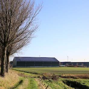 Vanuit de weg is de grote aardappelbewaarloods goed te zien. De vleeskuikenhouder ontving donderdag 10 december nieuwe kuikens. Vanaf de volgende ronde gaat hij de hennen en hanen gescheiden huisvesten en voeren. Nu was het allemaal te kort dag. De vleesk