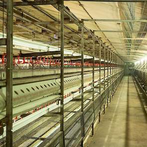 Hun opfokstal voor 33.000 opfokhennen stond, donderdag 18 februari, tijdens het maken van de foto's leeg.