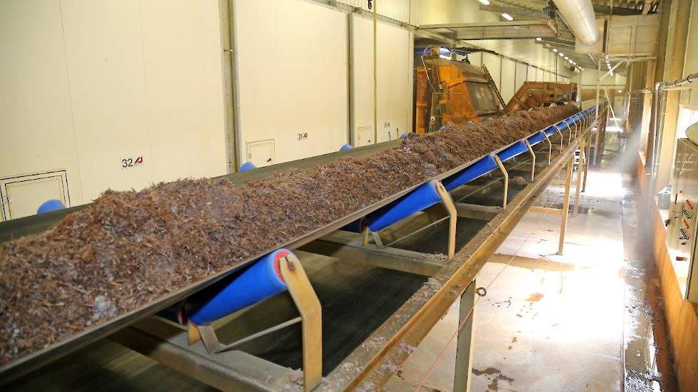 De compost, bestaande uit paarden-, en vleeskuikenmest en gips, is geënt en doorgroeid met de myceliumschimmel en gereed voor transport. Bij het verladen wordt bijvoedmiddel toegevoegd dat ongeveer 15 procent extra champignons oplevert. Daarna gaat de com