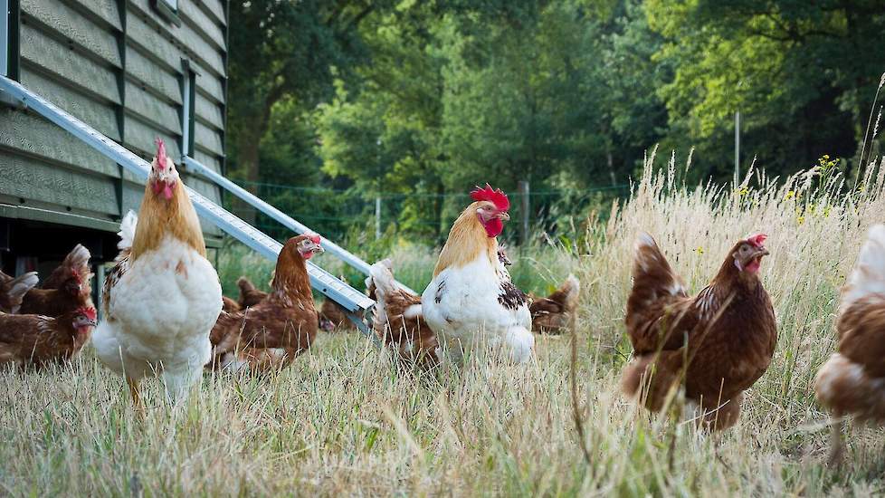 Elke twee weken rijdt van Agt met de tractor naar de caravan en vult de voersilo voor twee weken. Hij draait dan ook de mestband af en voert de mest af.  Hij heeft inmiddels negen staplekken geregeld. Na de opening op 29 juni, is van Agt gestart met de bo