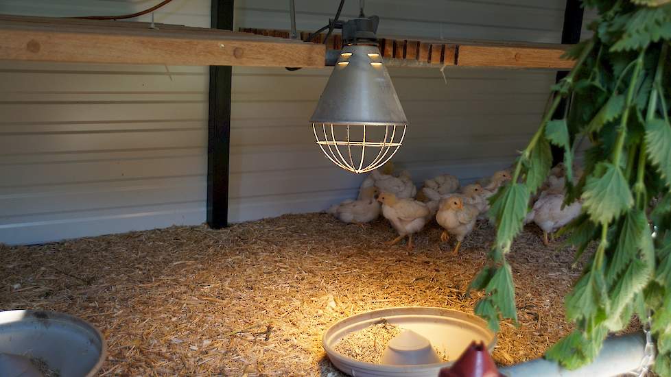 De Lohmann Brown haantjes zijn vier weken warm opgefokt en afgelopen week in de caravan geplaatst met nu nog een warmtelamp. Vanaf 4 weken moeten de haantjes naar buiten kunnen via de luiken.