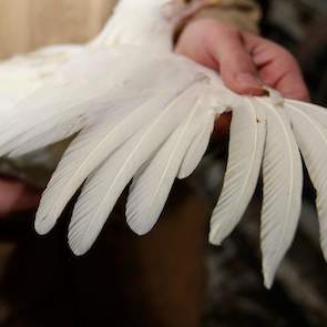 De bevedering van het koppel is prima. Paul Swennen: „Opfokken met daglicht vergt nog meer vakmanschap van de opfokker; die moet nog beter de kippen volgen. Het is belangrijk dat hij of zij de eerste kip ziet die aangepikt wordt. Het belangrijkst is dat e