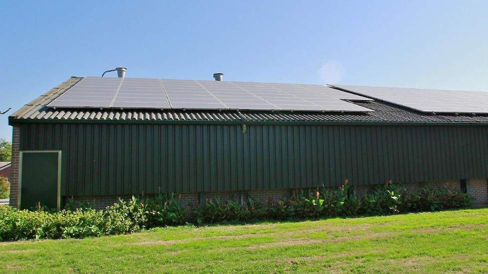 De wanden van zijn drie stallen zijn betonpanelen dus het was geen optie om daar iets in te maken. „Met daglicht golfplaten had ik veel dakoppervlakte nodig. Een deel van het dak is al bedekt met zonnepanelen. Ga je die verleggen dan zou de garantie van 2