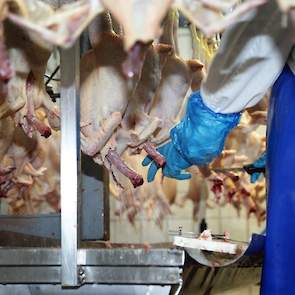 „Deze slachterij heeft een semi-ambachtelijk slachtproces met nog relatief veel handarbeid zoals het darmpakket uitlepelen. Daardoor is er geen besmeuring en is veel minder wassing nodig wat gunstig is voor de houdbaarheid”, zegt Marjon. Van nature is er