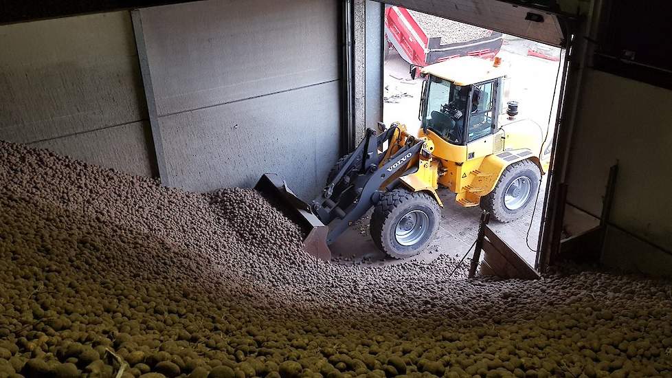 De opbrengst van deze aardappelen was ongeveer 50 ton per hectare.