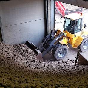 De opbrengst van deze aardappelen was ongeveer 50 ton per hectare.