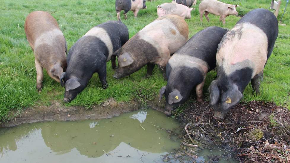 De varkensstapel van Joshua omvat momenteel  8 zeugen en circa 50 gespeende biggen en slachtvarkens. Het is een mengemoes van kruisingen van diverse rassen zoals het landvarken, Durox en het Engelse Hampshire. Zijn doel is een robuust en sterk varken met