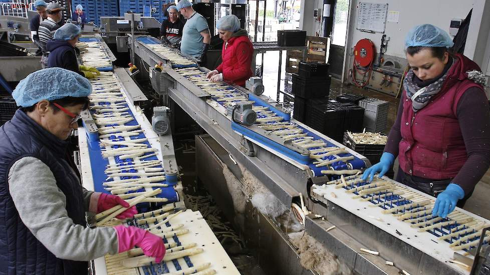 De totale Nederlandse oogst wordt op de hoofdlocatie in Tienray gesorteerd en verpakt. De Duitse asperges van Martens Spargelkulturen worden net over de grens bij Venlo in Nettetal verwerkt.