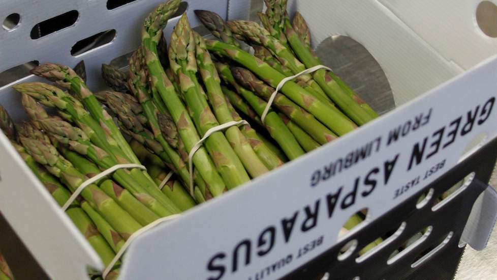 Behalve witte asperges teelt Martens ook al jaren groene asperges; de ‘Green Asparagus from Limburg’, netjes in dozen verpakt, klaar voor transport naar de klant.