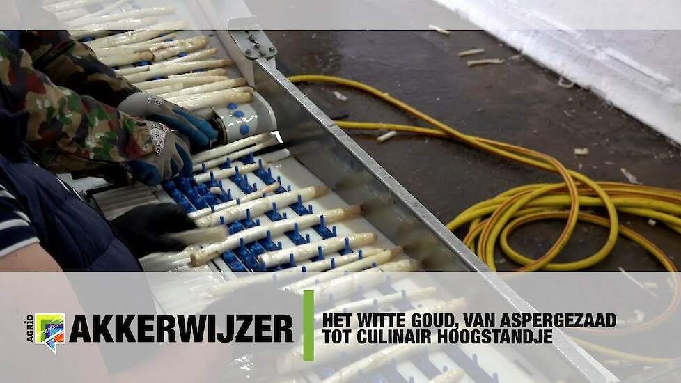 Het witte goud, van aspergezaad tot culinair hoogstandje