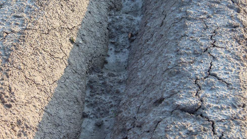 Goede drempels tussen de ruggen (om de circa 50 centimeter) zijn essentieel, daarbij is het belangrijk dat de grond voor/tijdens het poten goed wordt losgemaakt. Zo komt er voldoende losse grond beschikbaar voor het vormen van drempels en kan het water oo