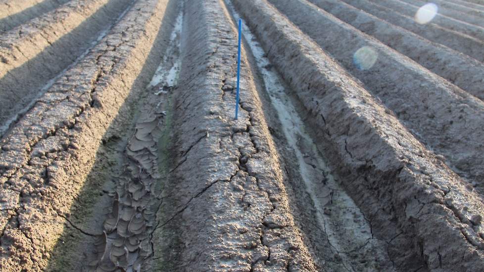 De vijf verschillende pootwijzen zijn: ronde rug zonder drempels, ronde rug met drempels (Grimme met schepje van Miedema), spitse gladde rug zonder drempels en spitse gladde rug met drempels (AVR). Daarnaast zijn er aardappelen gepoot met een pootsysteem