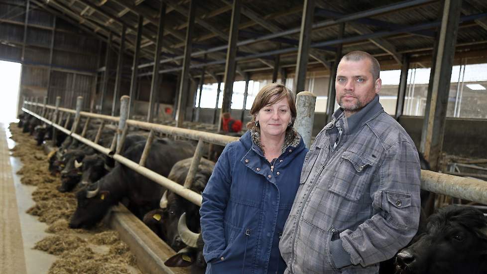 Snel bleek dat er maar één optie was voor Richard en Monique: doorgaan zonder koeien. Volgens Verschure was de waterbuffel de enige optie om de huidige stal en inrichting te kunnen blijven gebruiken.