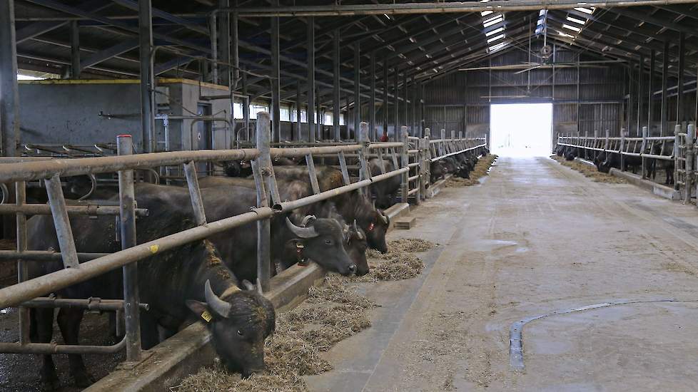 In februari van dit jaar arriveerden 120 waterbuffels op het bedrijf, waarvan de meeste uit Italië komen. Op dit moment staat er alleen nog jongvee in de ligboxenstal.