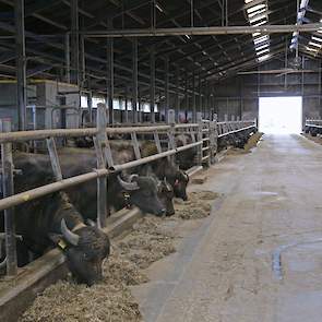 In februari van dit jaar arriveerden 120 waterbuffels op het bedrijf, waarvan de meeste uit Italië komen. Op dit moment staat er alleen nog jongvee in de ligboxenstal.