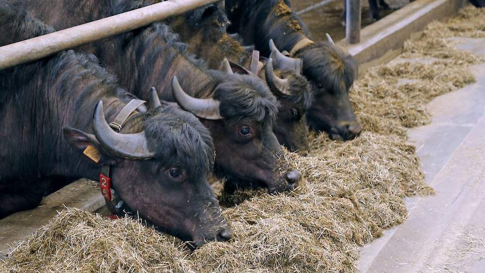 De stal is nauwelijks aangepast aan de waterbuffels. Het is op een aantal plekken alleen wat ‘robuuster’ gemaakt. Dat was nodig want de buffels hebben horens en maken graag dingen stuk.