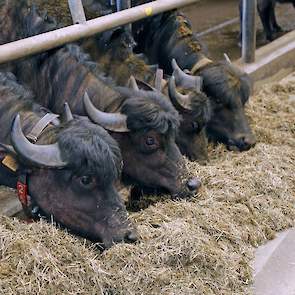 De stal is nauwelijks aangepast aan de waterbuffels. Het is op een aantal plekken alleen wat ‘robuuster’ gemaakt. Dat was nodig want de buffels hebben horens en maken graag dingen stuk.