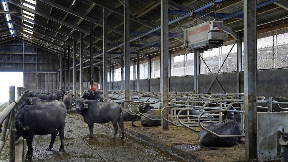 Waterbuffels eten slechts de helft van melkkoeien, maar ze hebben meer ruwvoer nodig. Buffels produceren met ongeveer 2.000 liter nog geen kwart van gangbare melkproductie bij melkkoeien.