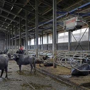 Waterbuffels eten slechts de helft van melkkoeien, maar ze hebben meer ruwvoer nodig. Buffels produceren met ongeveer 2.000 liter nog geen kwart van gangbare melkproductie bij melkkoeien.