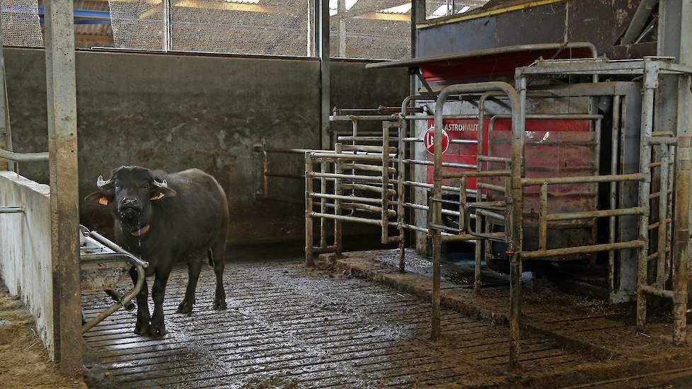 De Lely-melkrobots zijn een uitdaging voor de buffels. De uiers vormen geen probleem, want voor het onderhangen is er geen verschil. Het zijn de horens die ook bij de robot het punt zijn. Daarom heeft Verschure enkele onderdelen van de robot afgeschermd.