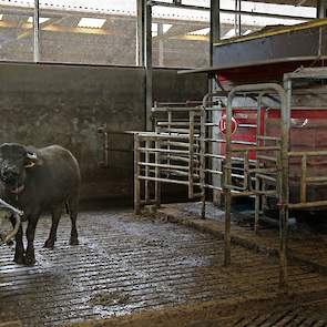 De Lely-melkrobots zijn een uitdaging voor de buffels. De uiers vormen geen probleem, want voor het onderhangen is er geen verschil. Het zijn de horens die ook bij de robot het punt zijn. Daarom heeft Verschure enkele onderdelen van de robot afgeschermd.