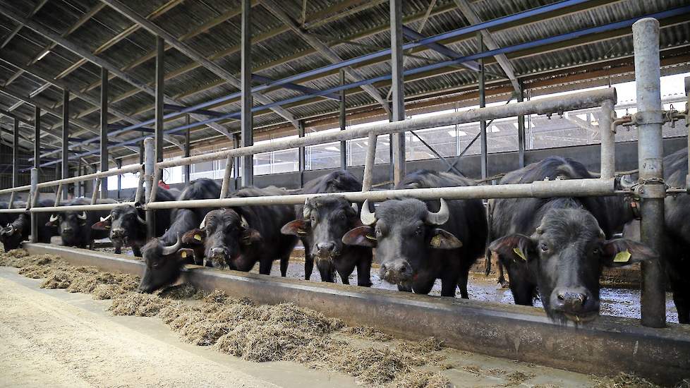 De literprijs van de melk ligt momenteel rond 1,05 euro. Buffalo Foods in Nederweert verwerkt de melk van Verschure.