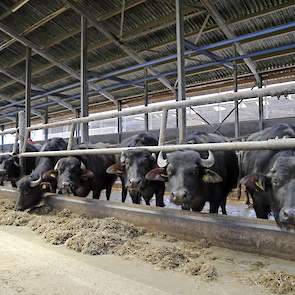 De literprijs van de melk ligt momenteel rond 1,05 euro. Buffalo Foods in Nederweert verwerkt de melk van Verschure.