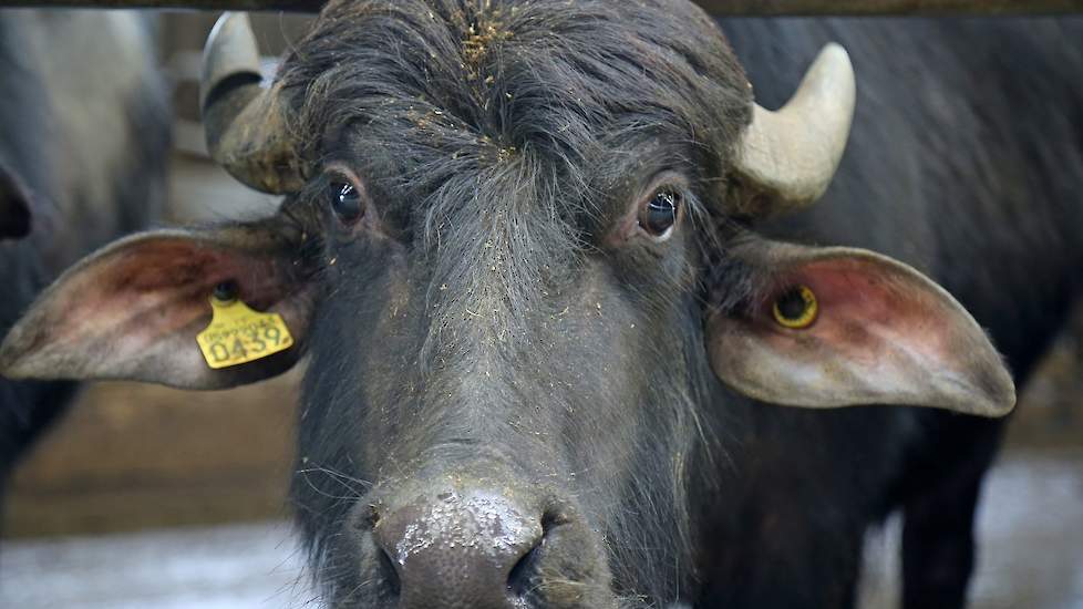 In Nederland zijn ongeveer tien andere boeren die waterbuffels houden. De markt voor de buffelmelk is dan ook goed, omdat het past bij het veranderde eetgedrag van de consument. Mozzarella is bijvoorbeeld een populair product in de Italiaanse keuken.