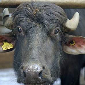 In Nederland zijn ongeveer tien andere boeren die waterbuffels houden. De markt voor de buffelmelk is dan ook goed, omdat het past bij het veranderde eetgedrag van de consument. Mozzarella is bijvoorbeeld een populair product in de Italiaanse keuken.