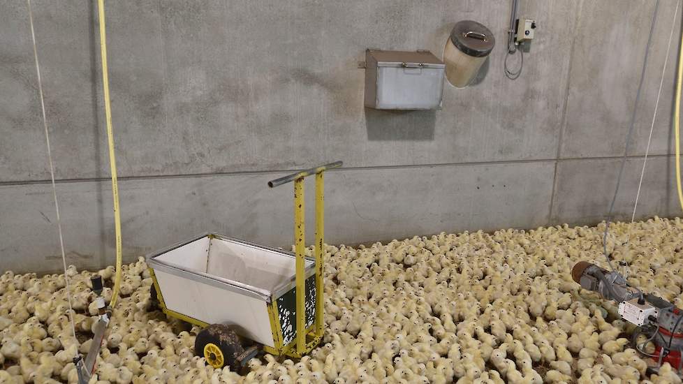 In de stal staat een kar waar de broers twee emmers van 20 liter in kunnen zetten om de dode kuikens in te doen. „Vroeger liepen we altijd met een emmer door de stal. Maar dat is best zwaar bij grote kuikens. Daarom heb toen deze kar gebouwd. Die verlicht